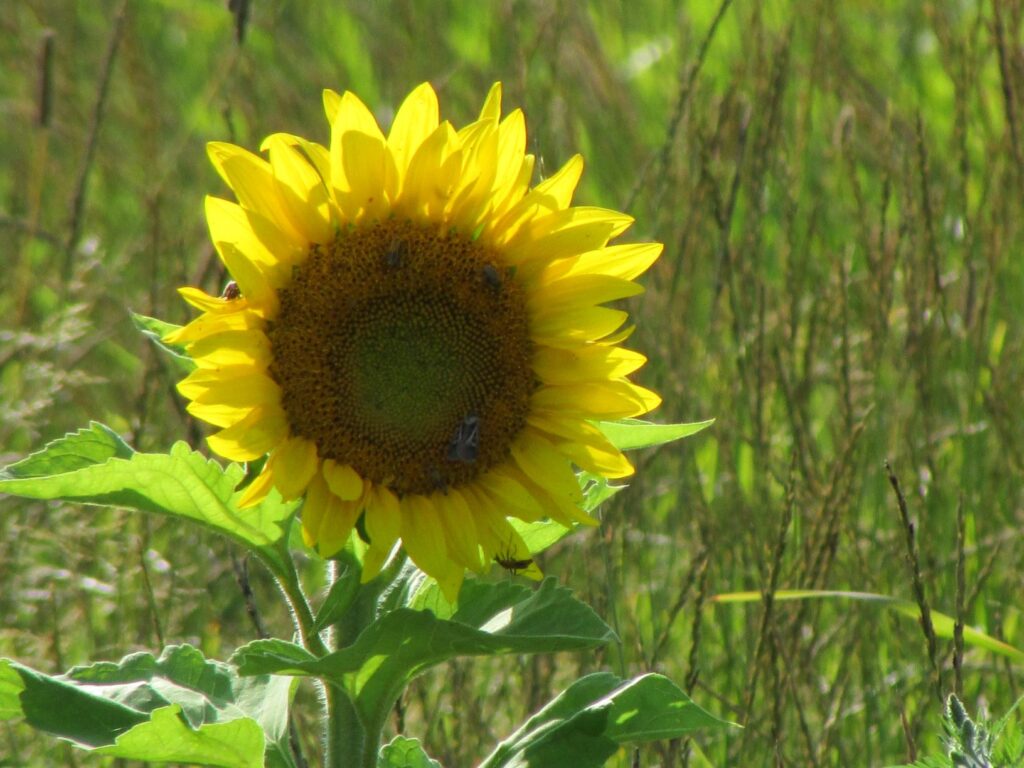 sunflower in backyard