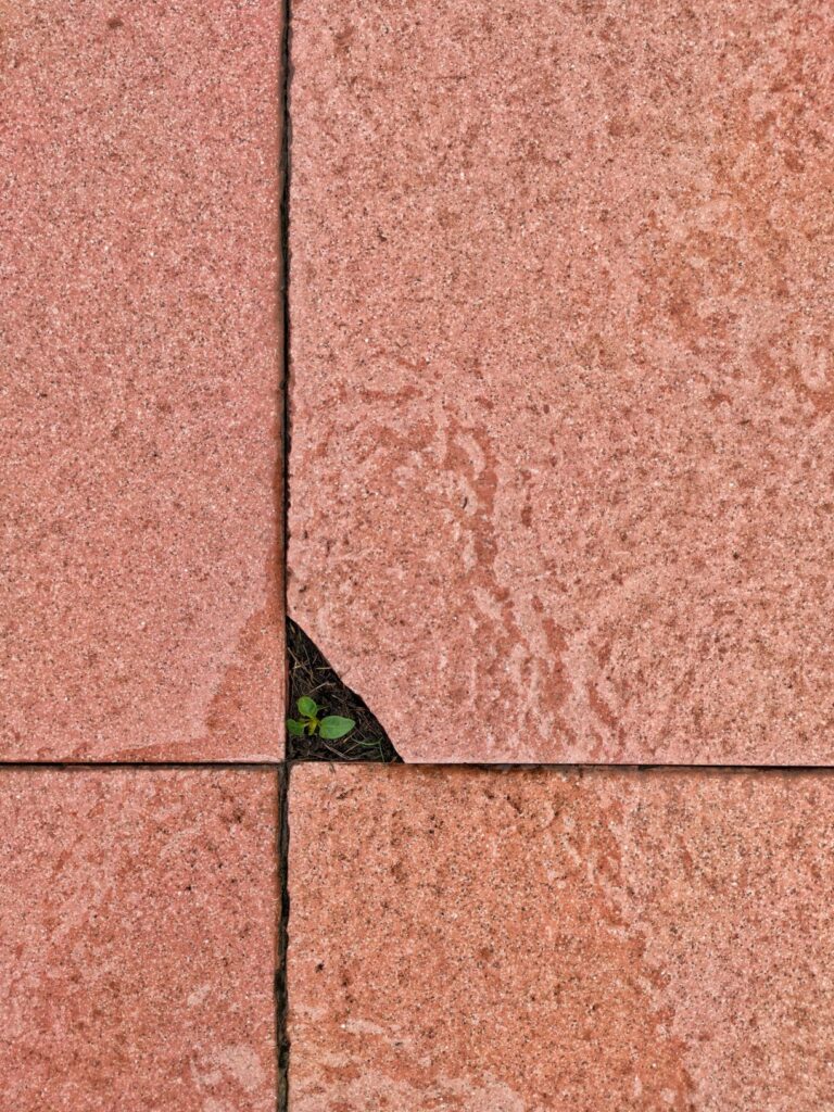 Corner chipped on brown tile with a weed growing in the chipped spot